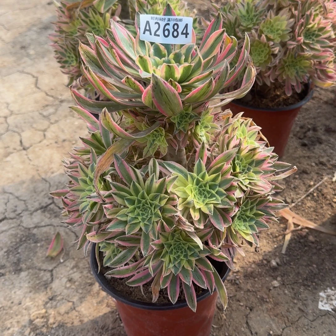 2684夕颜多肉植物