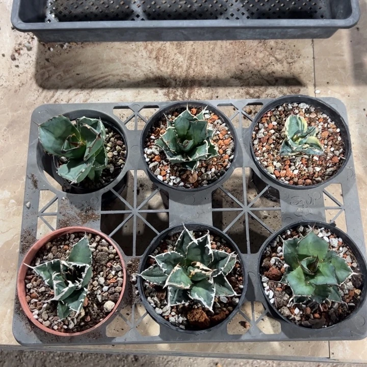 新手福利套餐仁王冠6个一组