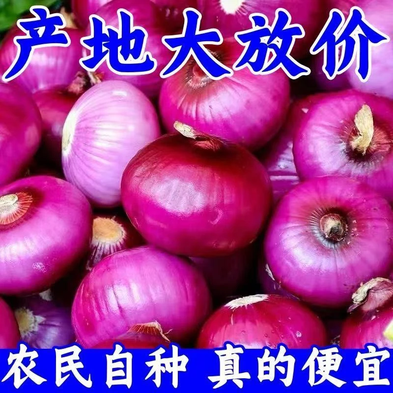 【只发大果/特大果】云南紫皮洋葱农家自种可生吃新鲜蔬菜坏果包赔