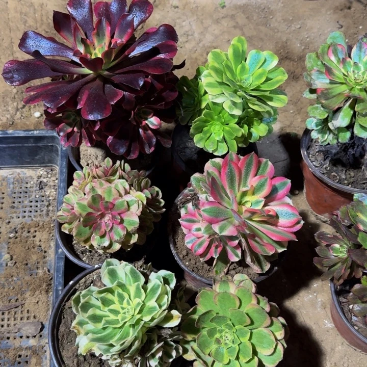 迷你组合6颗不同品15.8