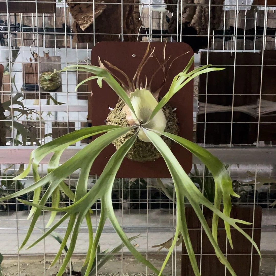 完全开放雷电鹿角