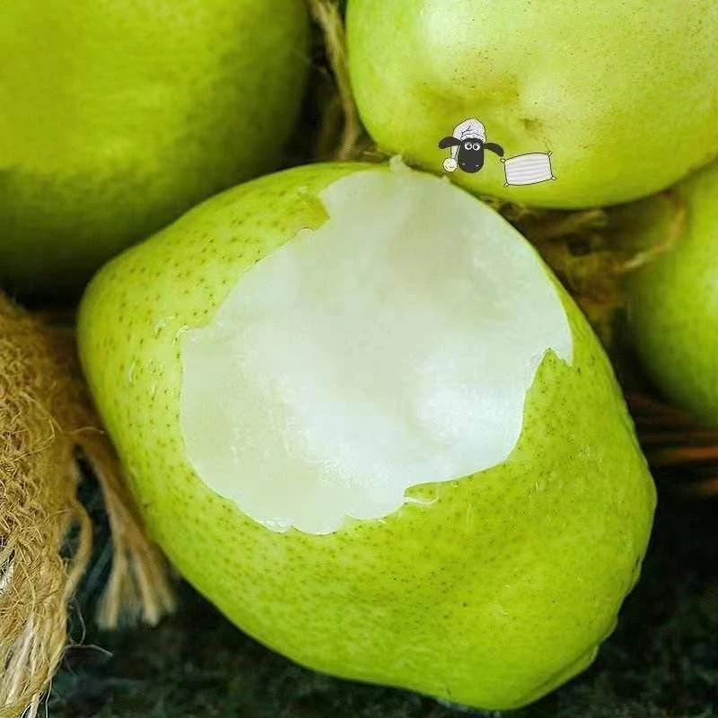 新鲜梨子内蒙古河套早酥梨雪梨碧玉梨应季水果9月产地直发包邮