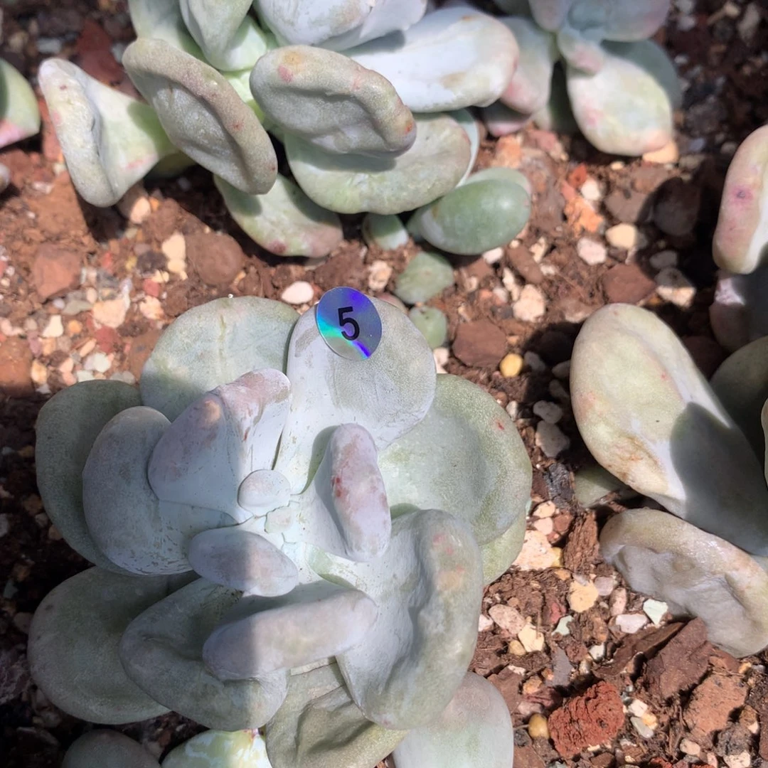 油煎砍头哈哈哈哈哈哈哈哈哈哈哈哈5