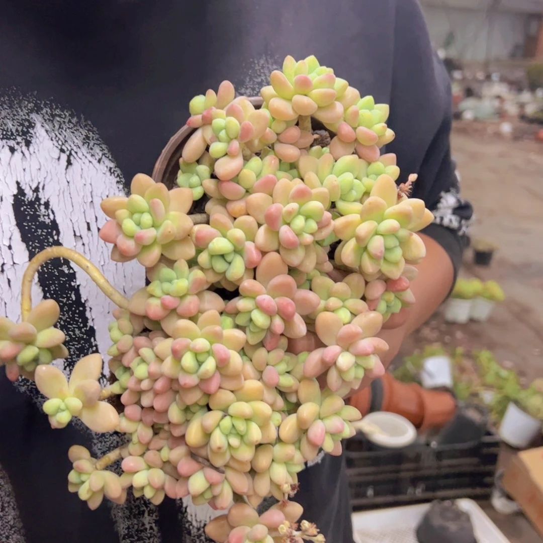 奶酪蛋糕整装两盆，120杯