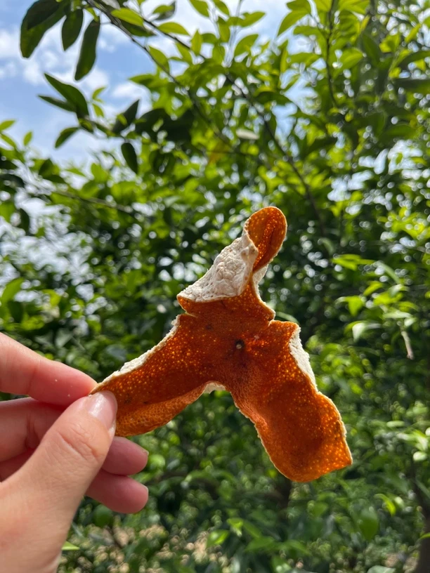 2024年新会东甲圈枝冬后大红皮 花蜜香甜香糯味绵柔