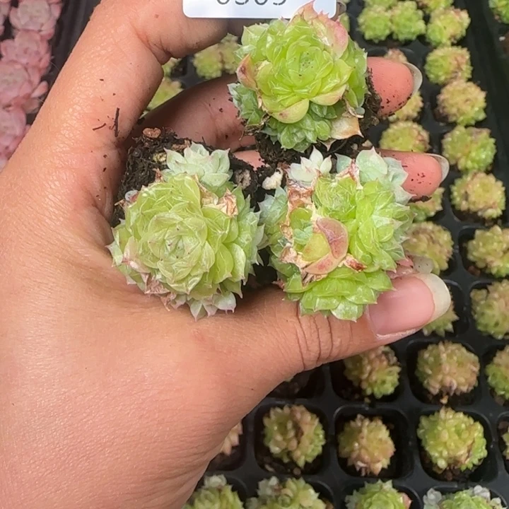 新店开播福利全场¥9.9包邮305