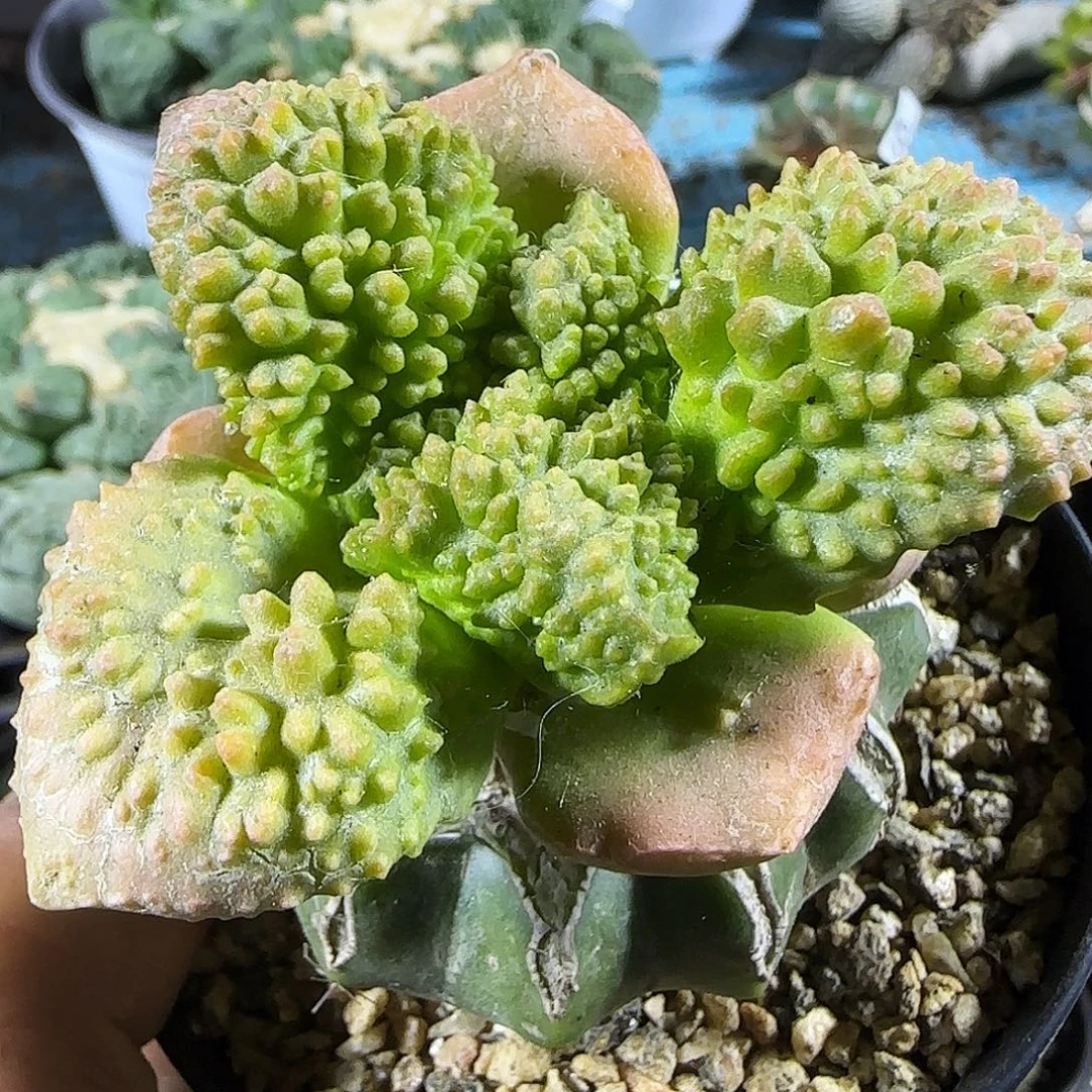 哥斯拉姐的259。