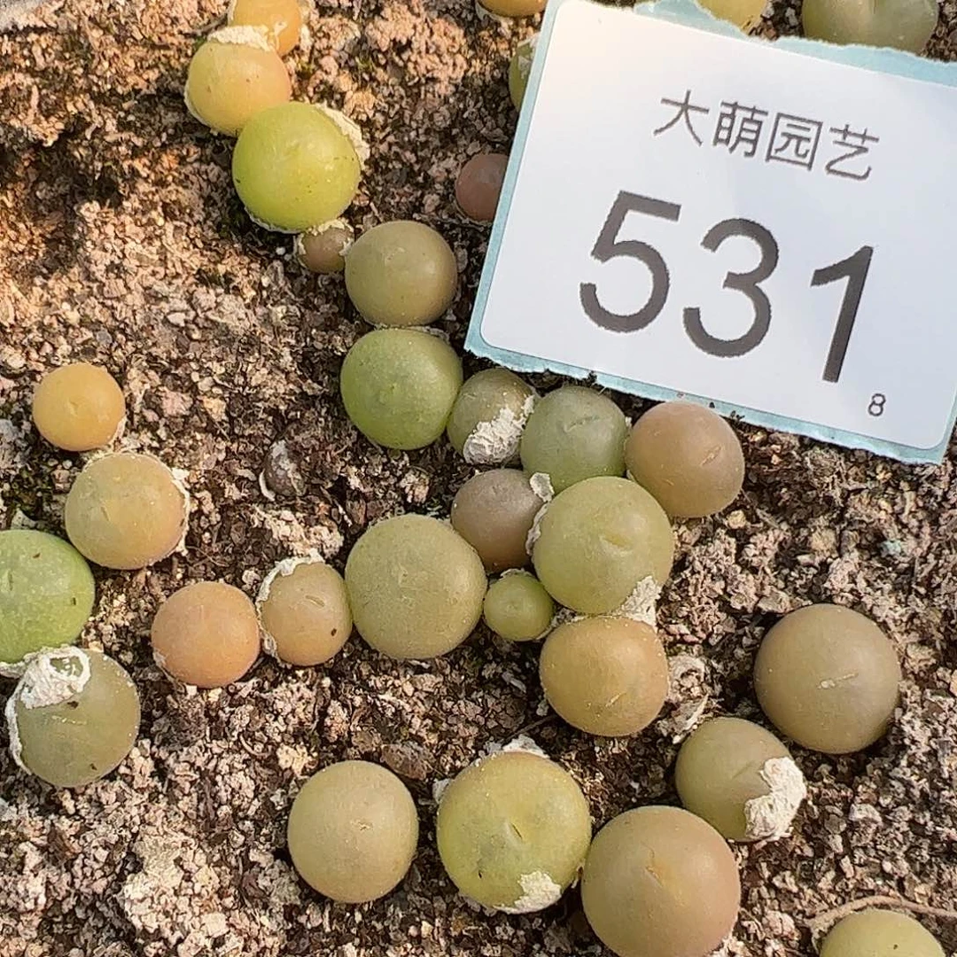 0000531量拍空卡佛5颗