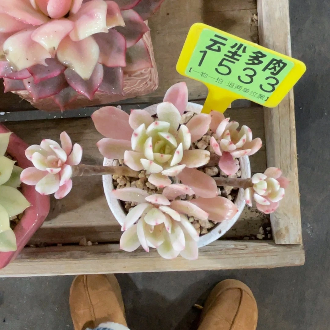 小***恶云尘多肉一物一拍不含盆1533