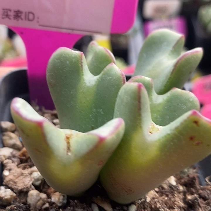 在下单时发现我981