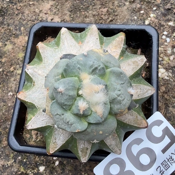 无花朵598连山怒仙人球