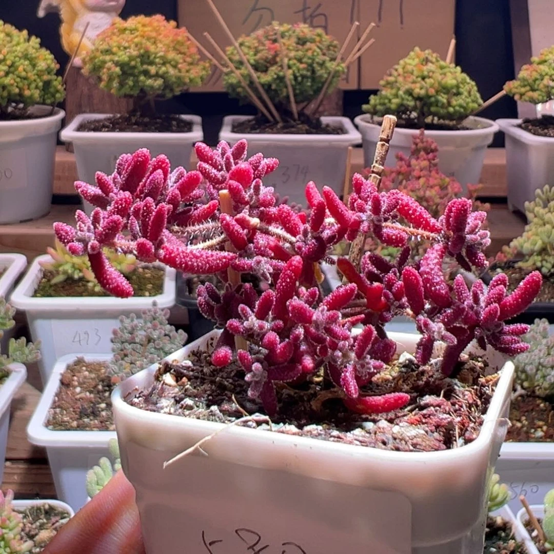 580红麒麟一物一拍包开箱