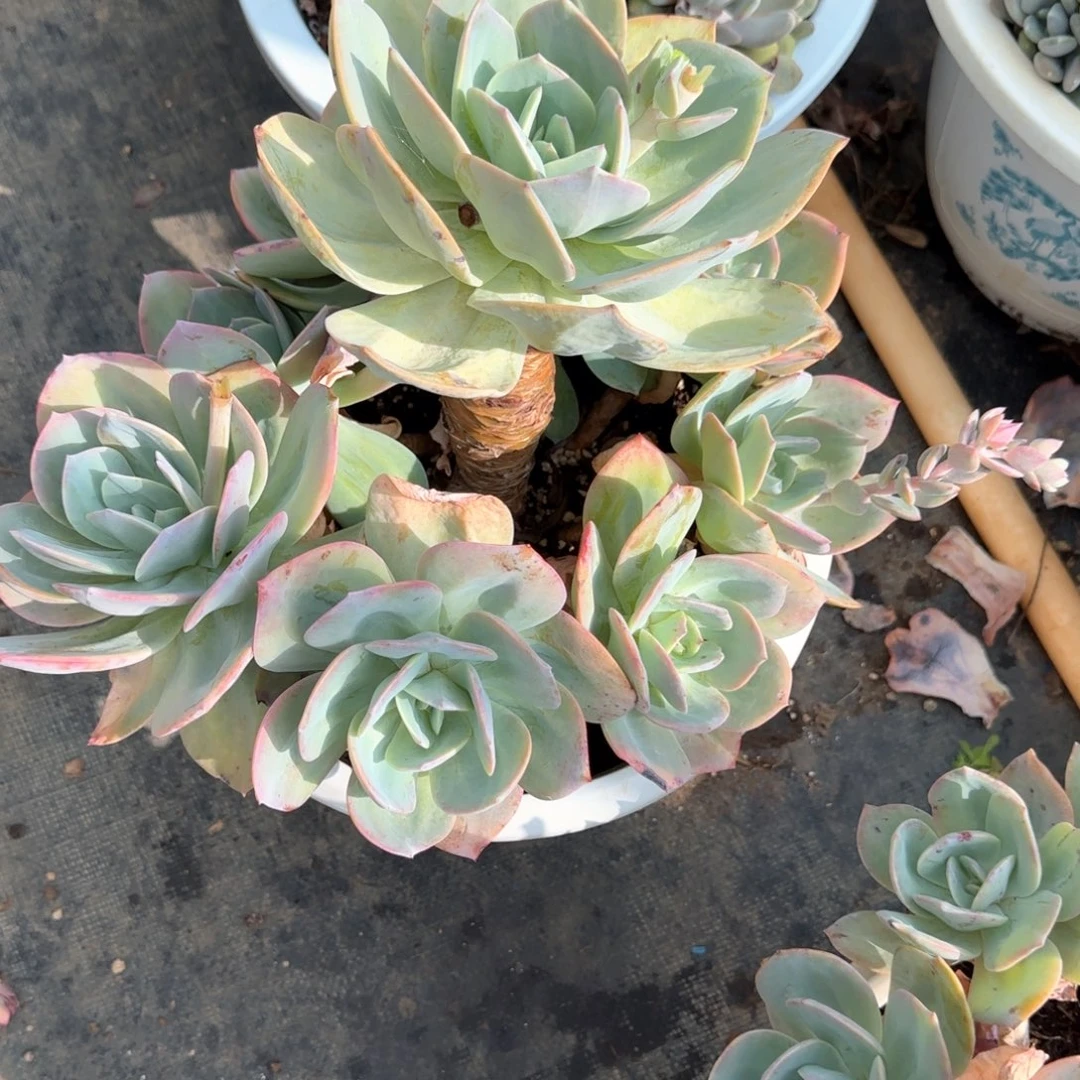 多肉植物多肉植物