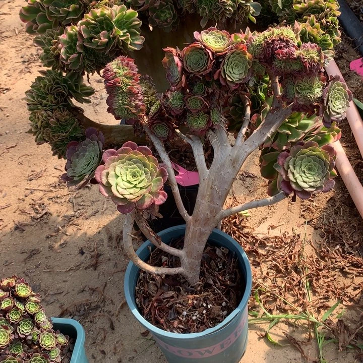 铜壶缀脱土发货啊