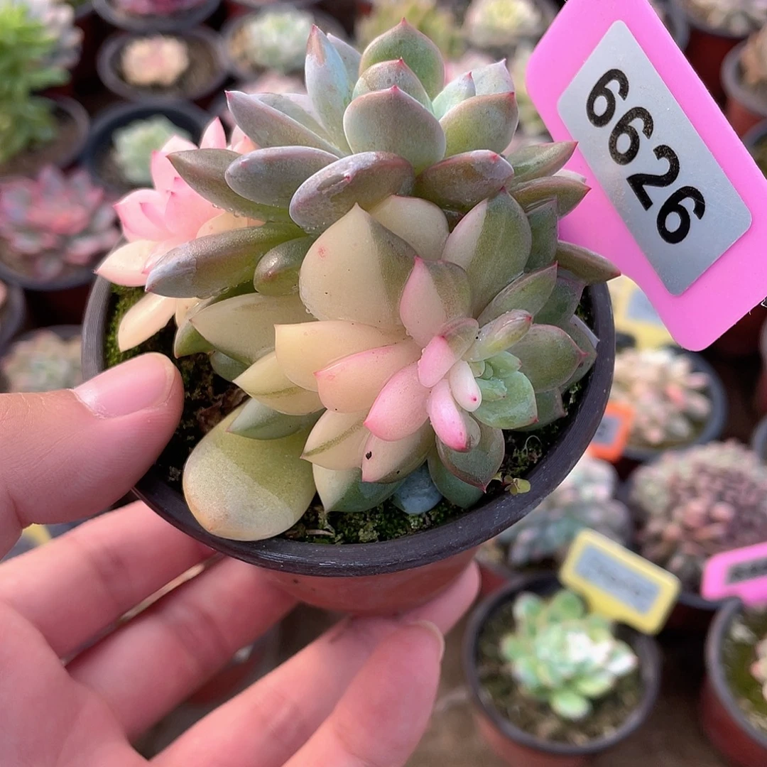 花脸梦露砍头群6626号