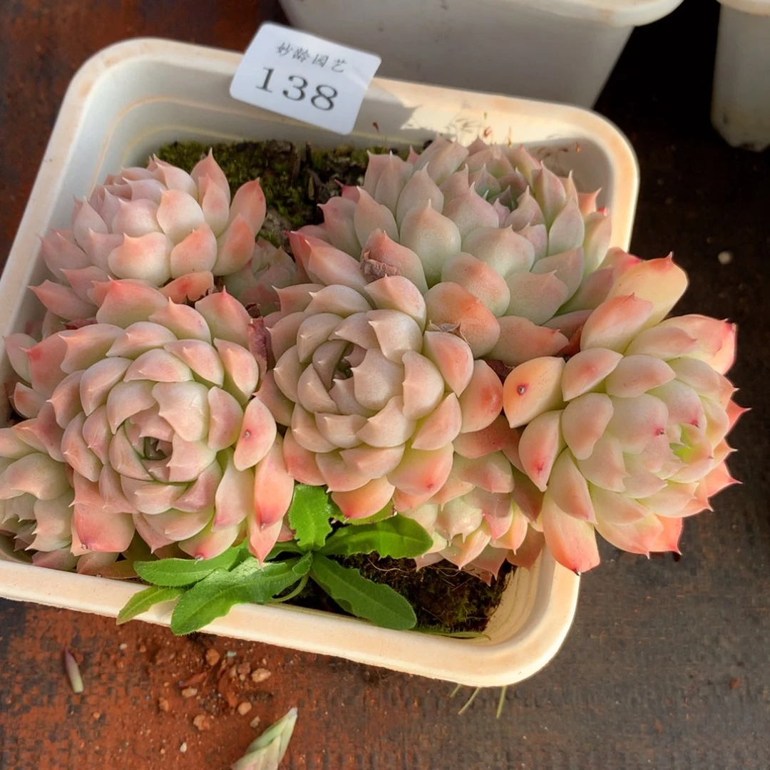 138新年快乐发发发