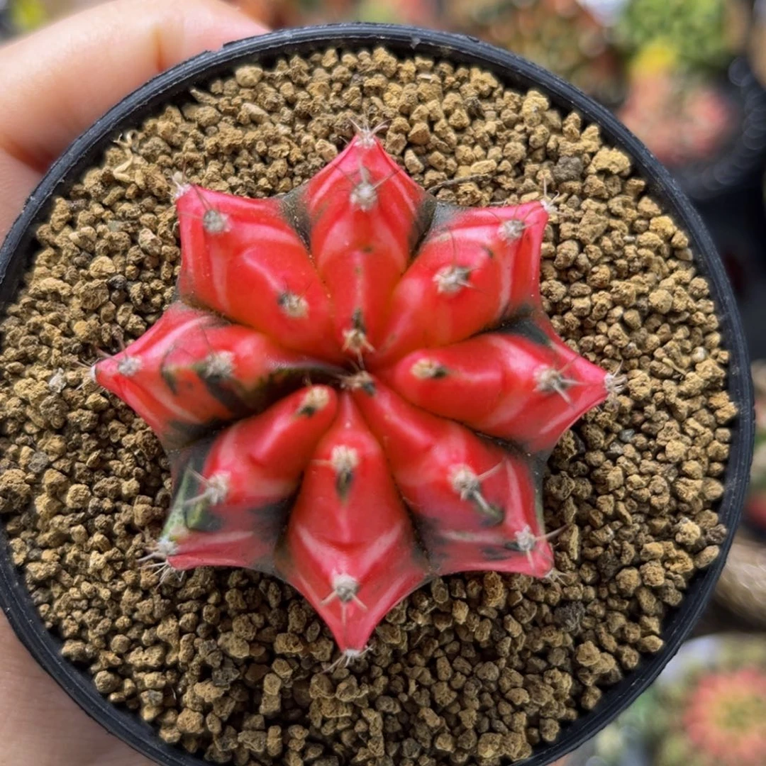 福利 樱花 米哈仙人球