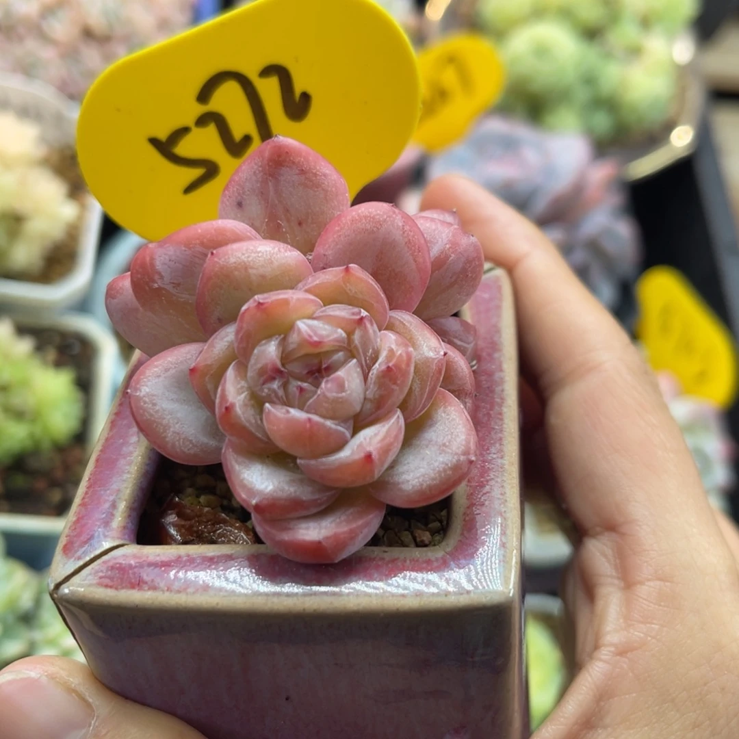 星星珍妮双头5272