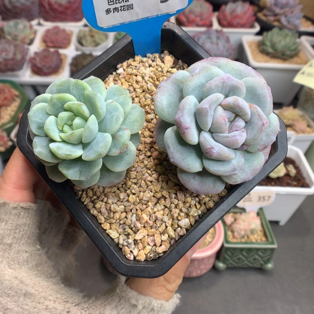 30双头绿锦冰玉石化多肉植物