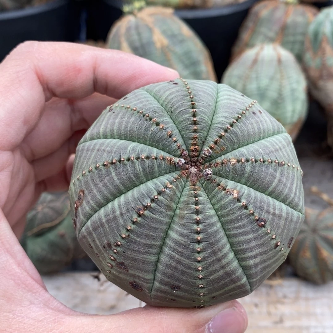 5 欧系实生布纹球多肉植物