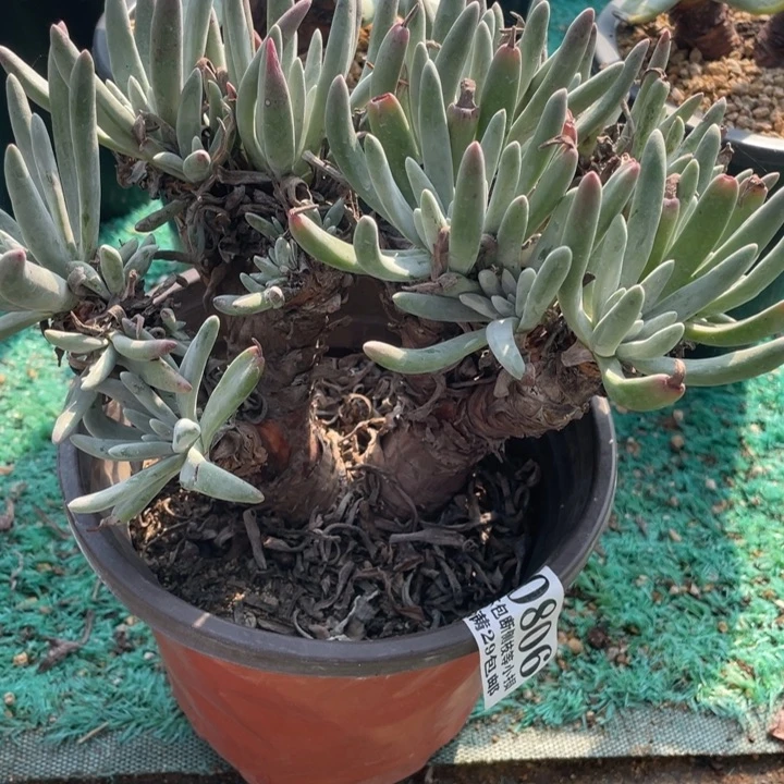 806号银光闪多肉植物