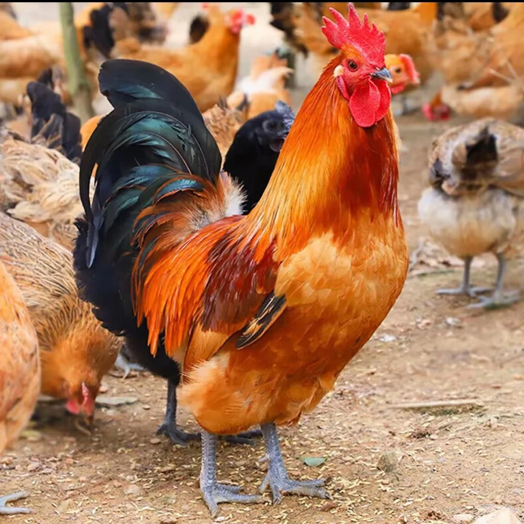 农家散养青脚大公鸡顺丰冷链发货