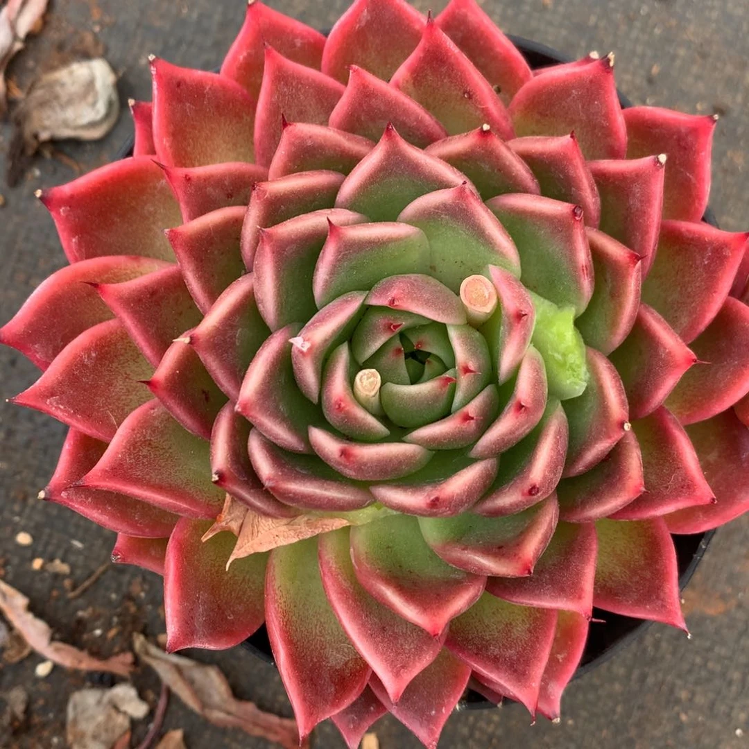 3975杂交精品基地12厘米