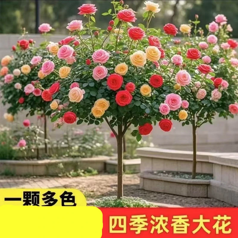 月季嫁接棒棒糖树桩月季玫瑰多色浓香型四季欧月大花盆栽阳台庭院