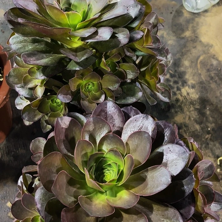 玲*妹美金玫瑰033两颗组合