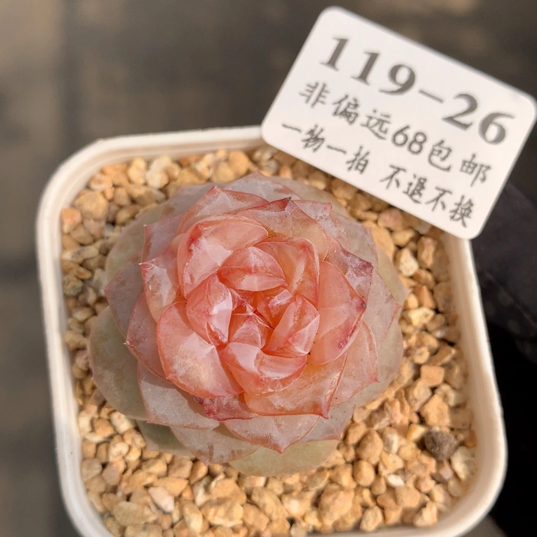 26。冰花。3.5cm.满六八包邮。