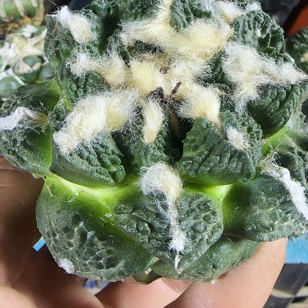 大龟甲895仙人球开花