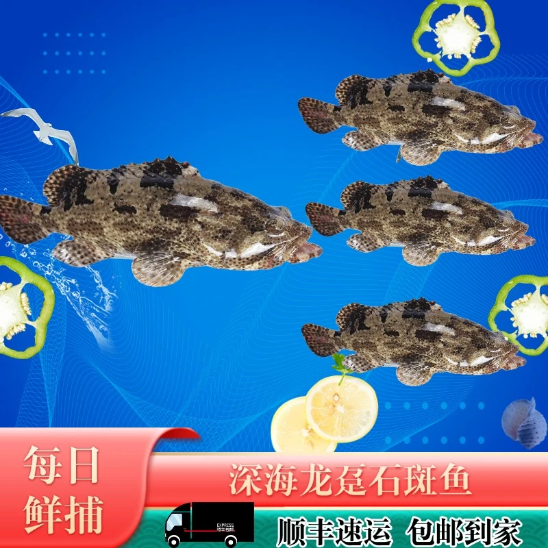 【四条石斑】1.8斤大石斑鱼*1+小石斑鱼*3 湛江本港深海鱼海鲜约4斤