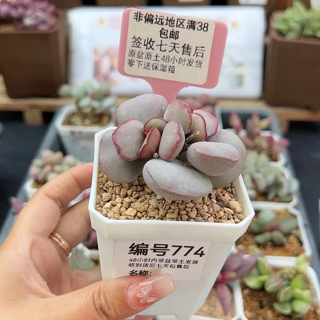 秋*774白肌红蛋多肉植物