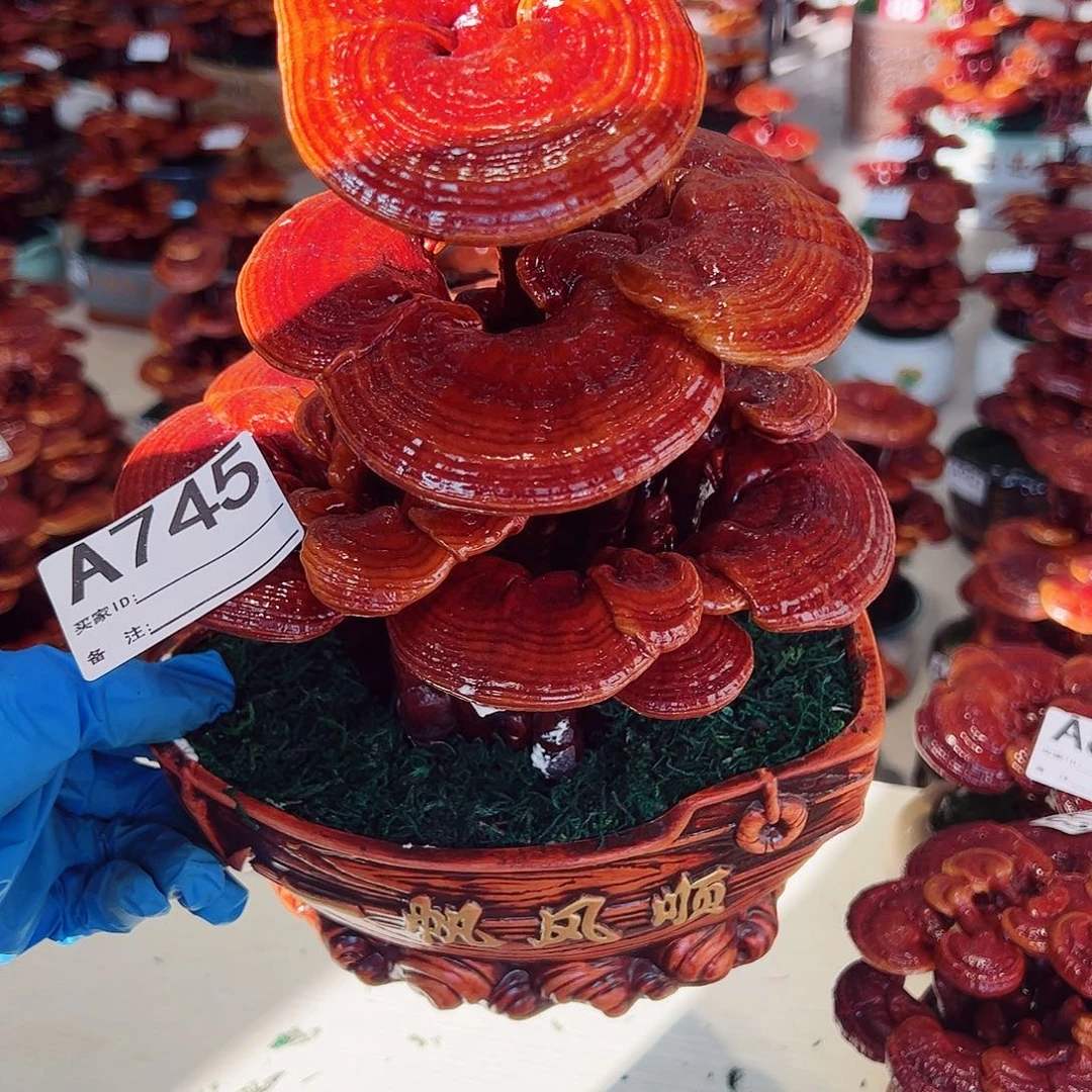 无花朵灵芝盆景745……