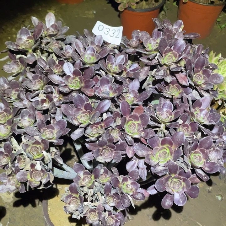 多肉植物法师332圆叶多多
