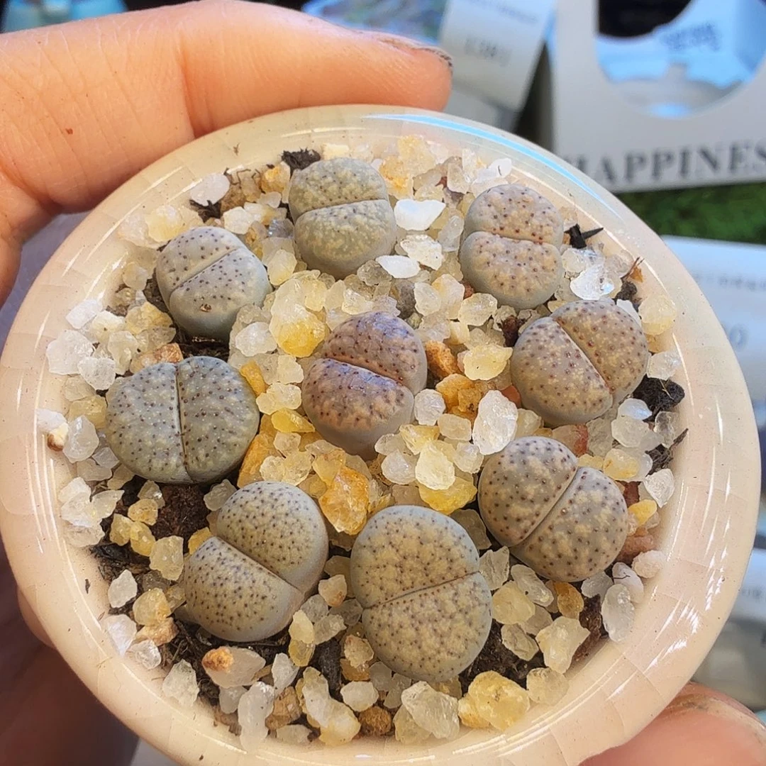 多肉植物福利款破盆1433