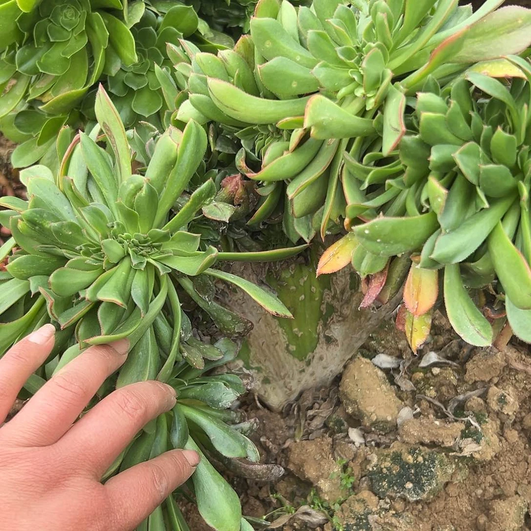 多肉植物红女巫缀