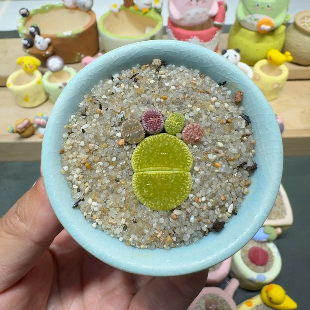 蘑菇264彩拼脚丫