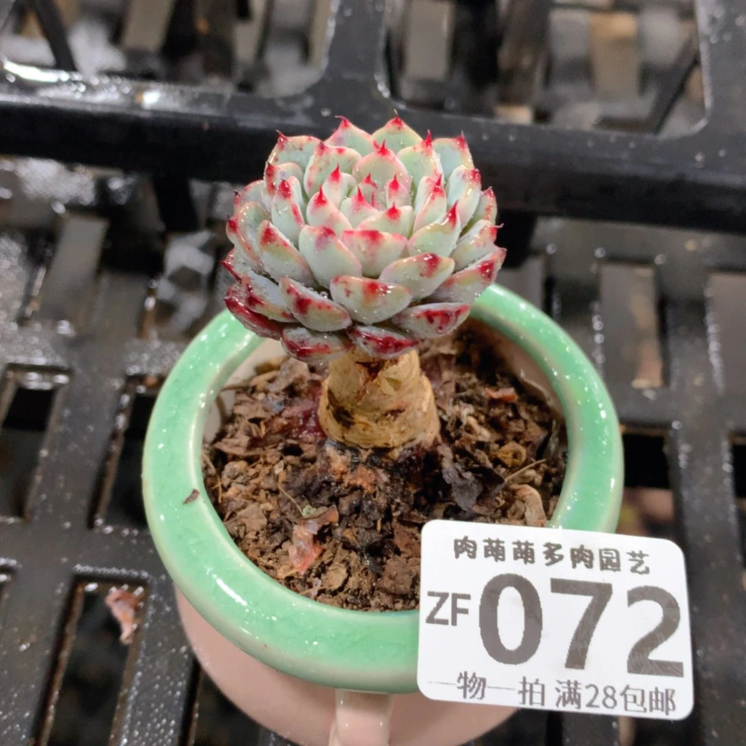 肉萌萌拇指盆精控多肉ZF072