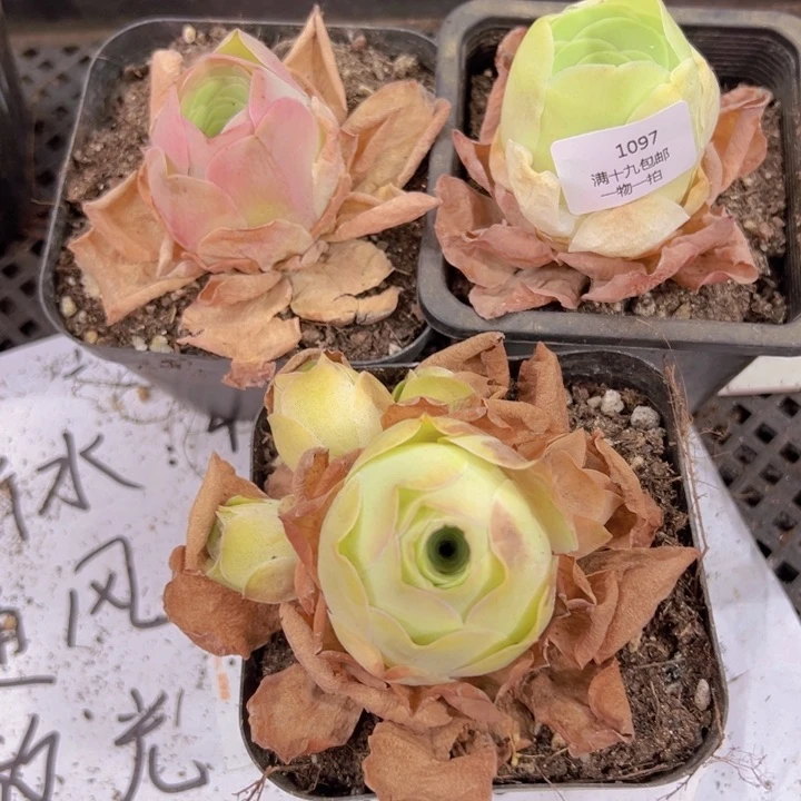 1097 裸根不带土发货不包损