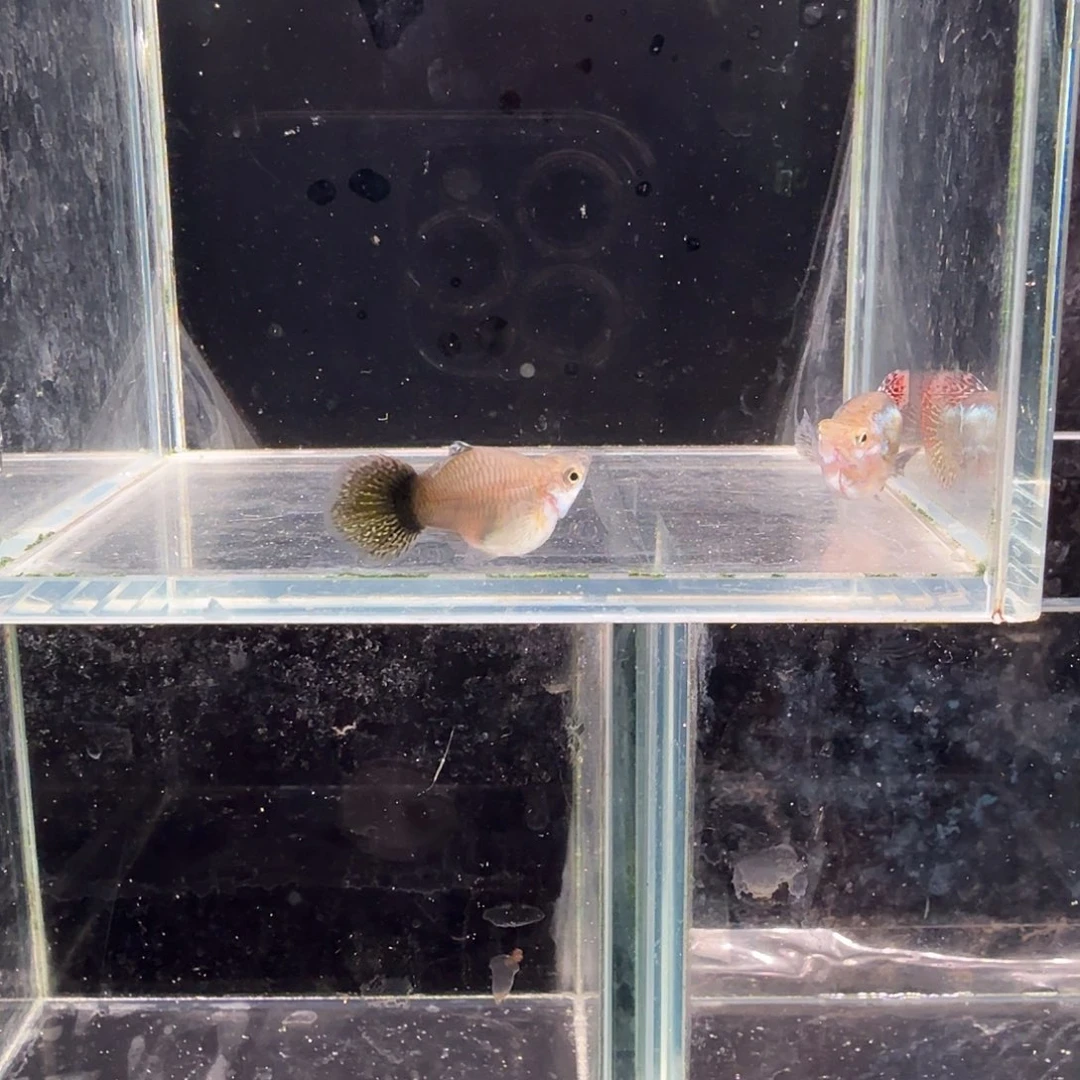 孔雀鱼七彩龙鳞球1对