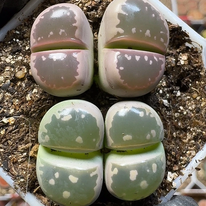 生石花111111。   280