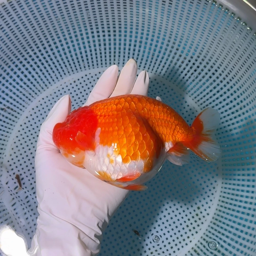 金鱼类不分公母16