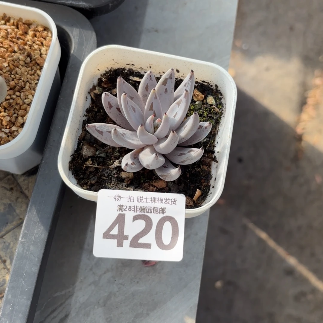 魔爪单头无盆土发货