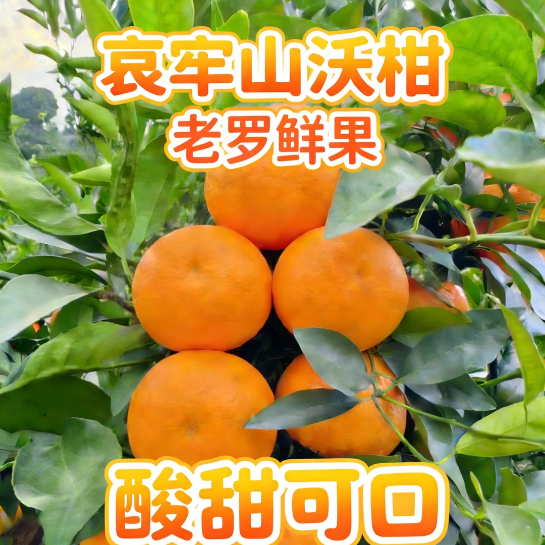 【沃柑精品果】哀牢山沃柑新鲜现采现发口感酸甜可口60-90mm