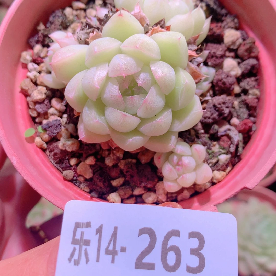 乐然14-263 麦秆 不包整