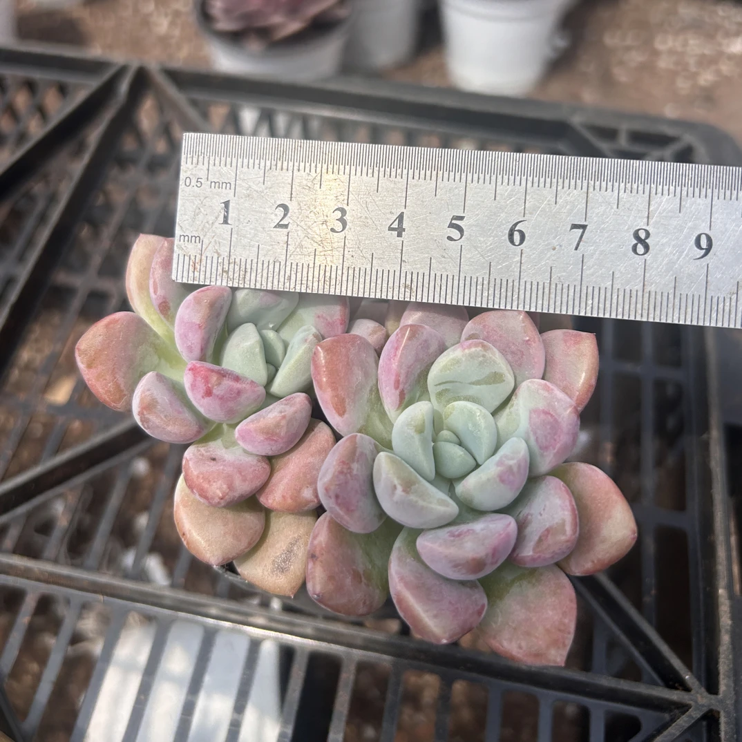 多肉 花瓣路 双头 土球（满9.9包邮）