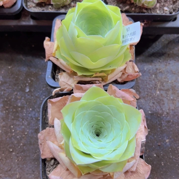 67 裸根不带土发货