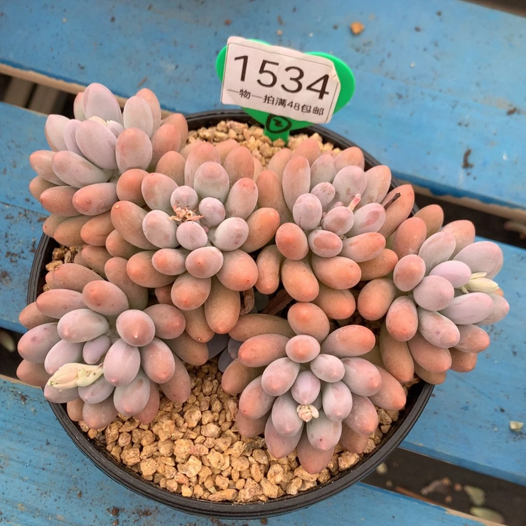 黄体汤圆开播福利