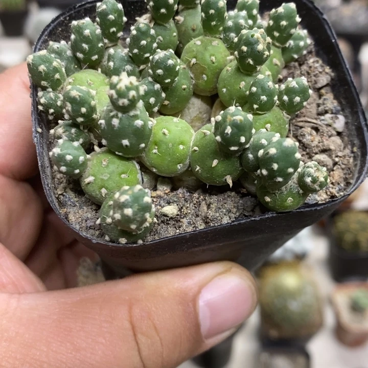 罗西安娜特价福利